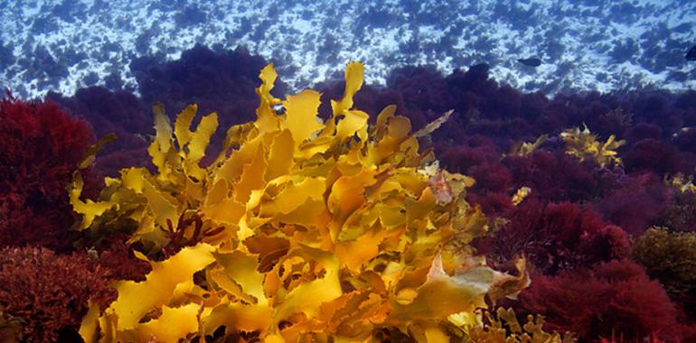 Japón, China y Corea del Sur concentran el 84% de las patentes de macroalgas