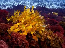 Japón, China y Corea del Sur concentran el 84% de las patentes de macroalgas