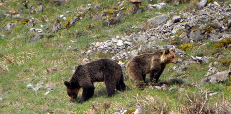 Cascos propone convertir la Senda del Oso en un gran eje de atracción para el centro de Asturias