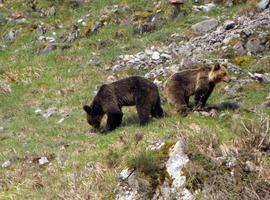 Cascos propone convertir la Senda del Oso en un gran eje de atracción para el centro de Asturias