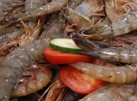 España consume el 8% de las exportaciones de pescados y mariscos de México