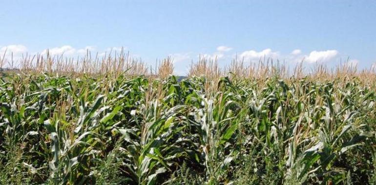 Carlos Cabanas anuncia la aplicación nacional de la PAC basada en comarcas agrarias
