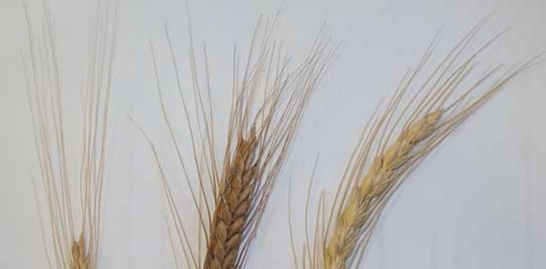 Jornada sobre el cultivo de la escanda en Villaviciosa