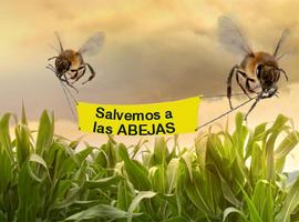 Piden que España defienda la prohibición del fipronil por su toxicidad para las abejas