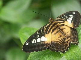 Los científicos prevén un fuerte descenso en las poblaciones de mariposas mediterráneas