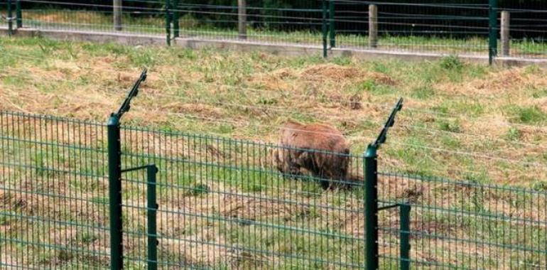 FORO denuncia a la Fundación Oso por un presunto delito de maltrato animal a Paca y Tola