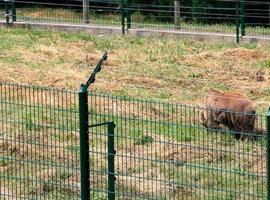 FORO denuncia a la Fundación Oso por un presunto delito de maltrato animal a Paca y Tola