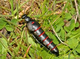 L\escarabayu aceiteru, mélicu de guardia
