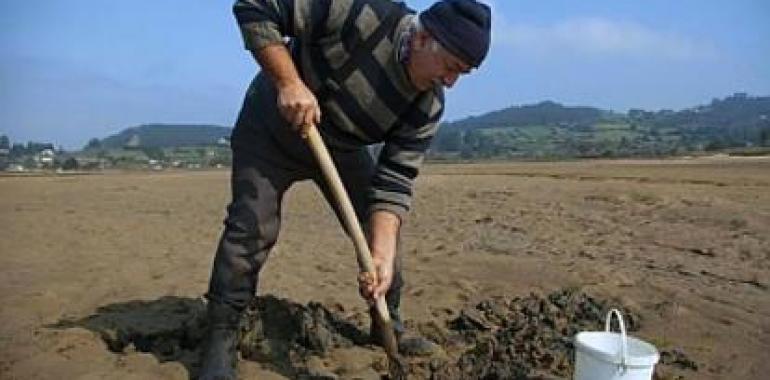 Otra camada de almejes pa la ría de Villaviciosa