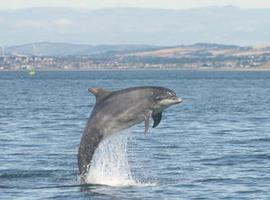 Delfines con nombre y apellidos