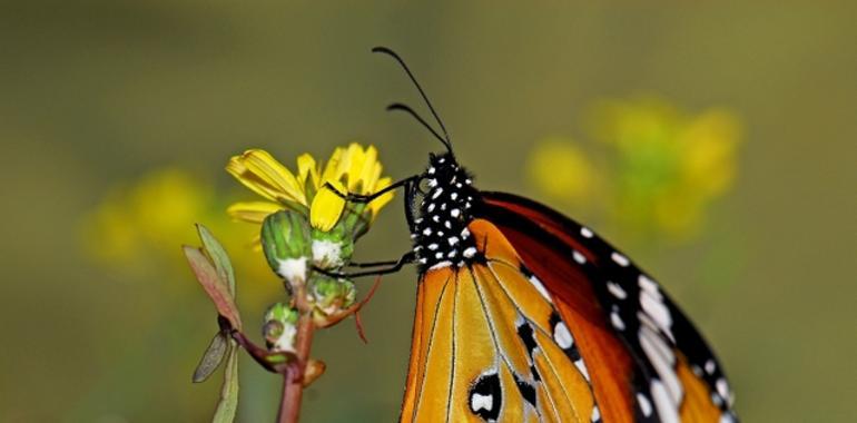 Apadrina una mariposa