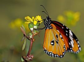 Apadrina una mariposa