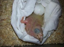 Nace un loro de la especie Amazona Harinoso en el zoo de Oviedo