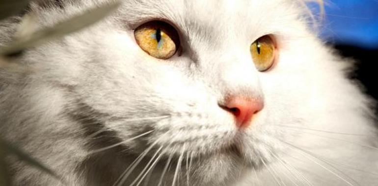 Resuelto el misterio de la alergia a los gatos