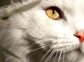 Resuelto el misterio de la alergia a los gatos