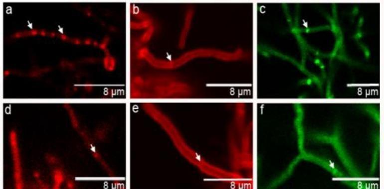 A researcher from the University of Oviedo has been given a "Starting Grant"