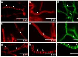 A researcher from the University of Oviedo has been given a "Starting Grant"