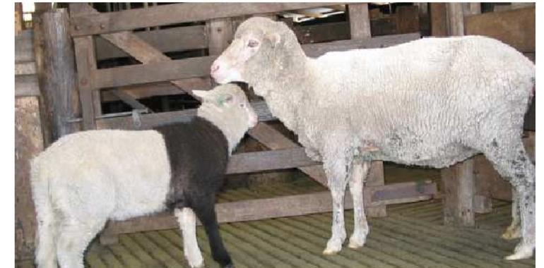 Investigadores leoneses colaboran en identificar genes responsables de la pigmentación en ovejas