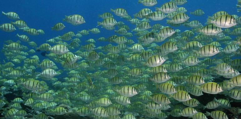 Las especies marinas se desplazan hacia los polos 