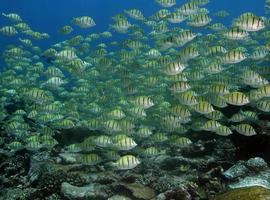 Las especies marinas se desplazan hacia los polos 