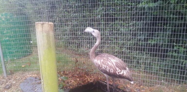 Hasta los flamencos escogen veranear en Asturias