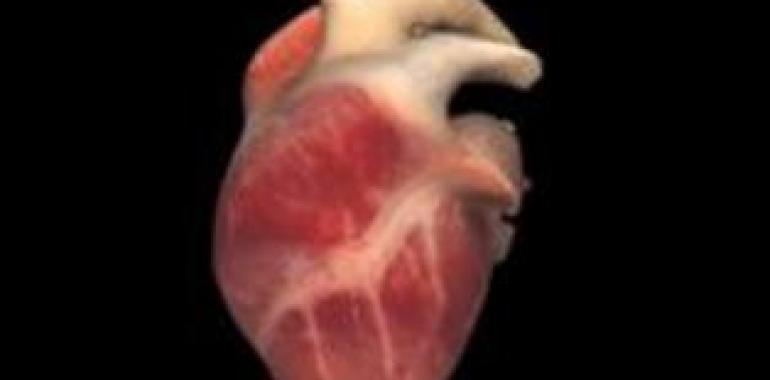 Una técnica más efectiva para la desfibrilación cardiaca