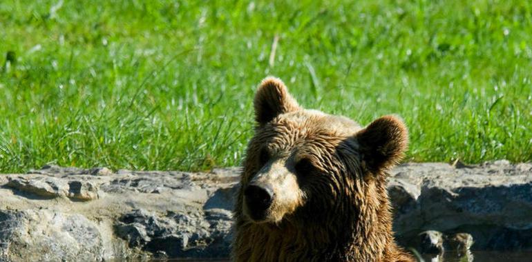 Asturies ConBici viaja el sábado a la Senda del Oso y el domingode Campomanes a Mieres