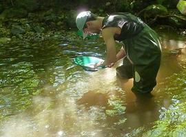 Bateo en el río y cultura del oro