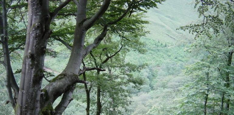 El Banco Vasco de Germoplasma Vegetal amplía recogida de especies  en peligro de extinción