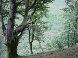 El Banco Vasco de Germoplasma Vegetal amplía recogida de especies  en peligro de extinción