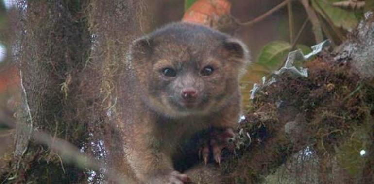Olinguito: Descubren una nueva especie de mamífero en los bosques nublados de Ecuador  