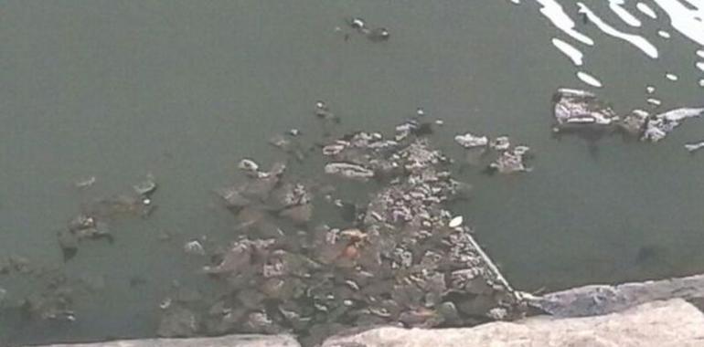 Denuncian un vertido de galipote que afecta a unos dos kilómtros en la Ría de Avilés