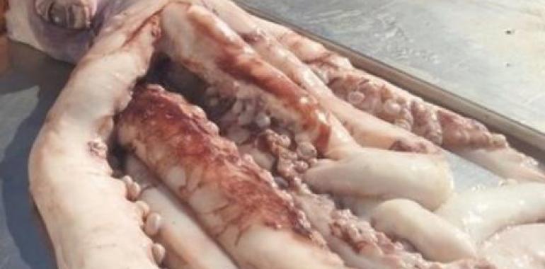 Aparece un Calamar Gigante flotu en la playa de Merón