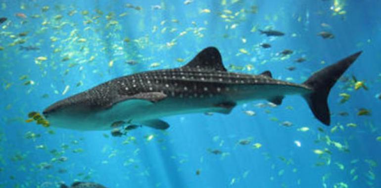 Las especies tropicales suben al norte