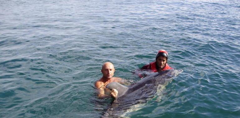 Una familia de delfines flipper con cinco crías veranea en las playas de Asturias