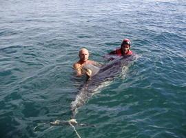 Una familia de delfines \flipper\ con cinco crías veranea en las playas de Asturias