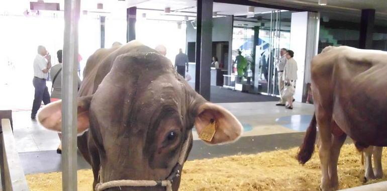 557 reses inscritas en el Concurso de Ganados de San Agustín
