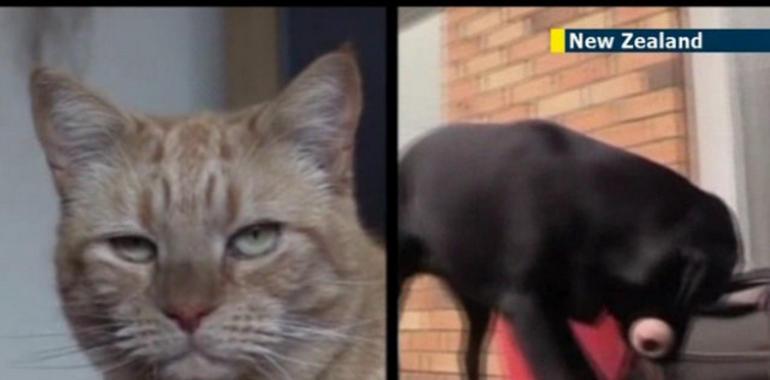 La sangre de un perro salva la vida de un gato (VIDEO)