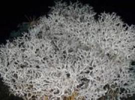 Descubren un gran arrecife de coral en el Mediterráneo