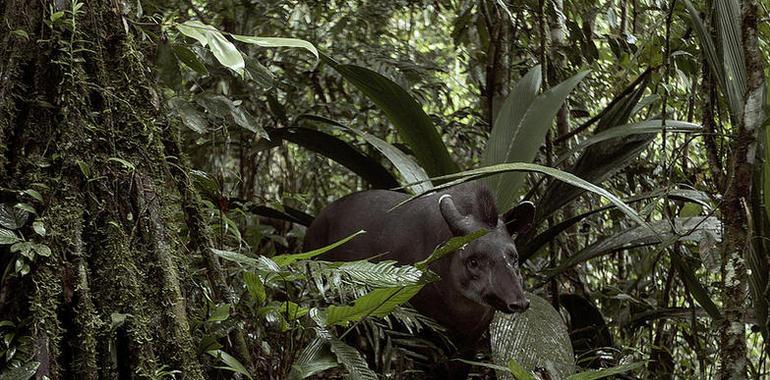 La tala indiscriminada de la selva es la principal amenaza del Yasuní 