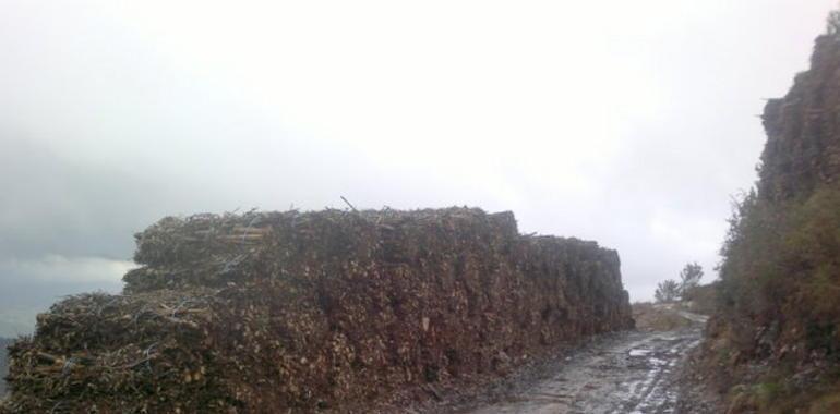 Coordinadora Ecoloxista presenta una batería de alegaciones a la Central de Biomasa de HUNOSA