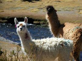 Yogur asturiano con anticuerpos de llama contra los rotavirus 