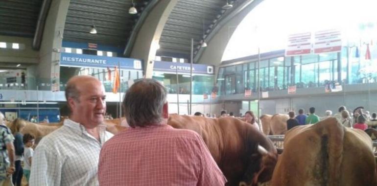 Venta (PP) pide más ayudas para la ganadería asturiana