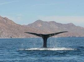 Las ballenas azules se \broncean\ para evitar quemaduras y daños por exposición al sol