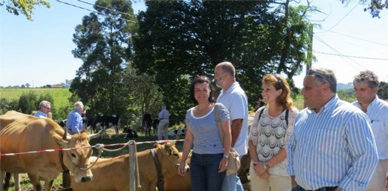 La Feria de Ganado y Maquinaria Agrícola de Argüeru celebró sus 25 años