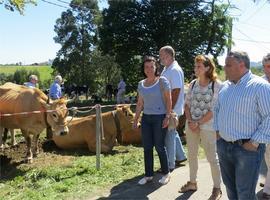 La Feria de Ganado y Maquinaria Agrícola de Argüeru celebró sus 25 años