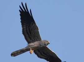 El Aguilucho cenizo vuela de nuevo por los cielos del Somontano