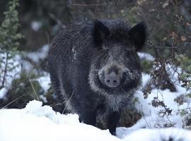 Multa de 12.000 Euros a un mierense por cazar una jabalira ilegalmente