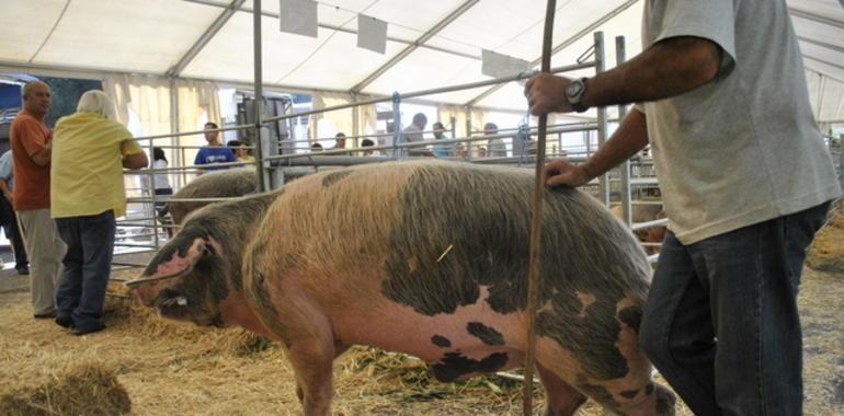 El concuso nacional del Gochu Asturcelta vuelve a Agrosiero