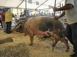 El concuso nacional del Gochu Asturcelta vuelve a Agrosiero